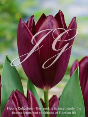 botanic stock photo Tulipa Havran