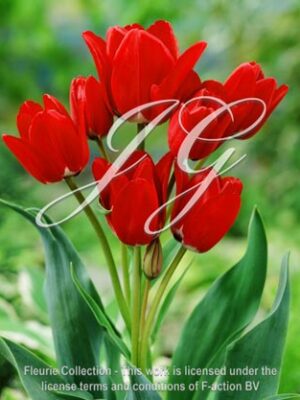 botanic stock photo Tulipa Fiery Club