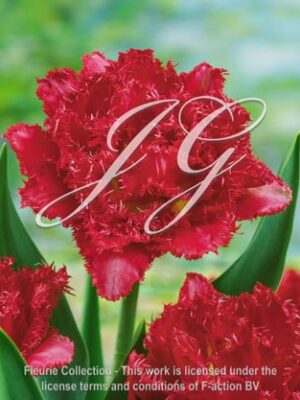 botanic stock photo Tulipa DC-13-RW