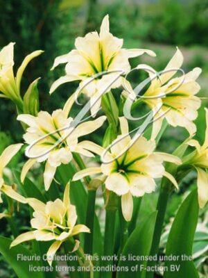 Sulphur Queen