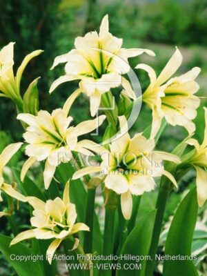 botanic stock photo Hymenocallis Hymenocallis