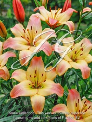botanic stock photo Lilium Montreux