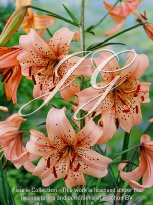 botanic stock photo Lilium Pink Tiger