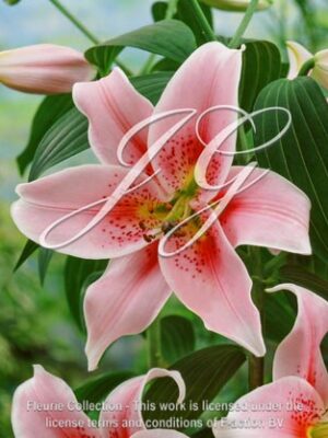 botanic stock photo Lilium Mona Lisa