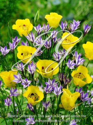 botanic stock photo Calochortus Golden Orb & Triteleia Rudy