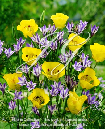 botanic stock photo Calochortus Golden Orb & Triteleia Rudy