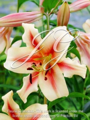 botanic stock photo Lilium Touching