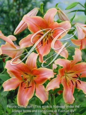 botanic stock photo Lilium Red Hot