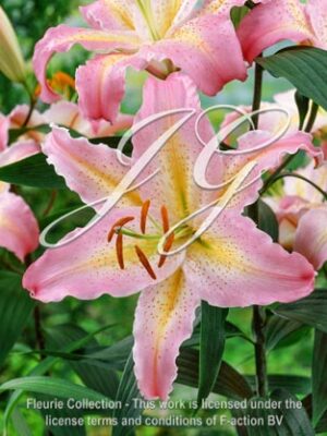 botanic stock photo Lilium Honeymoon