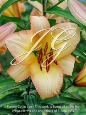 botanic stock photo Lilium Boogie Woogie