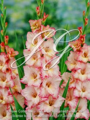 botanic stock photo Gladiolus Priscilla