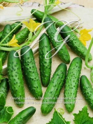 botanic stock photo Cucumber F1 Pod Moskow