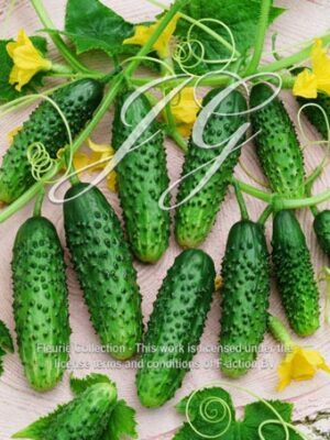botanic stock photo Cucumber F1 Muratschka