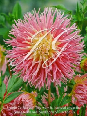 botanic stock photo Dahlia Star