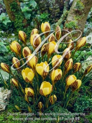 botanic stock photo Crocus crysanthus Gipsy Girl