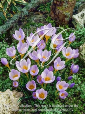 sieberi Atticus