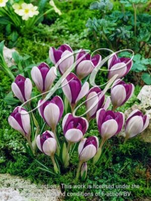 botanic stock photo Crocus vernus Fantasy