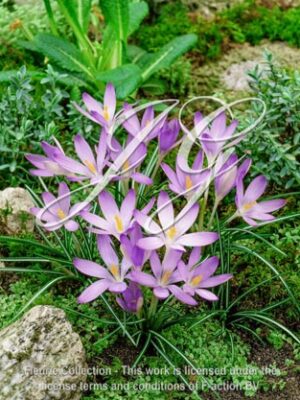 Tommasinianus