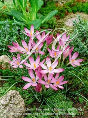 botanic stock photo Crocus Tommasinianus