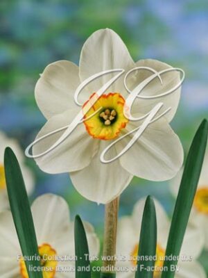 botanic stock photo Narcissus London