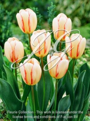 botanic stock photo Tulipa Surprise Star