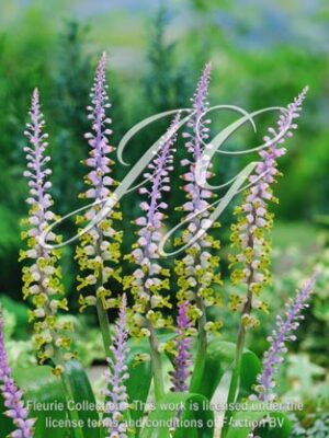 botanic stock photo Lachenalia mutabilis