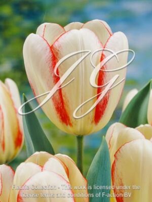 botanic stock photo Tulipa Tulipa Surprise Star