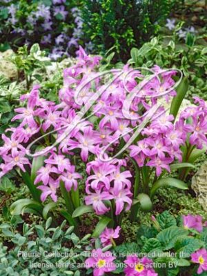 Violet Beauty