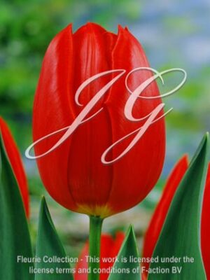 botanic stock photo Tulipa Cassin