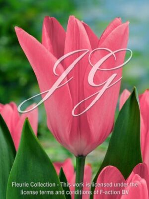 Pink Emperor