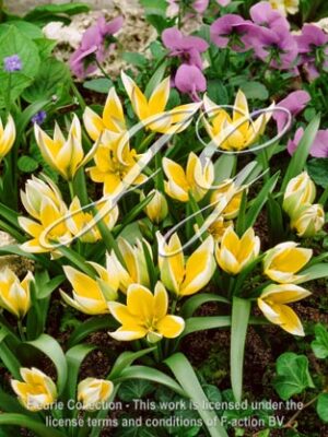 botanic stock photo Tulipa Tarda