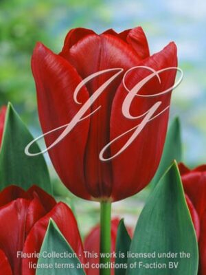 botanic stock photo Tulipa 313