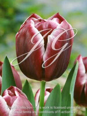 botanic stock photo Tulipa Jackpot