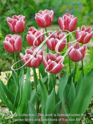 botanic stock photo Tulipa Tulipa Arabian Mystery