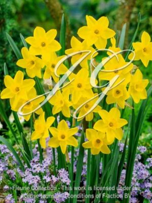 botanic stock photo Narcissus Stratosphere