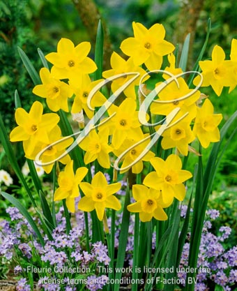 botanic stock photo Narcissus Stratosphere