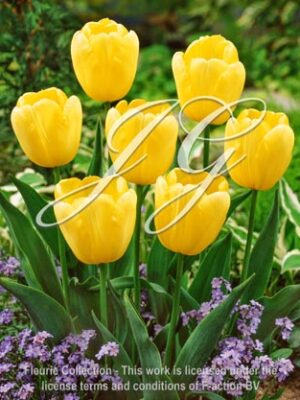 botanic stock photo Tulipa Fats Domino