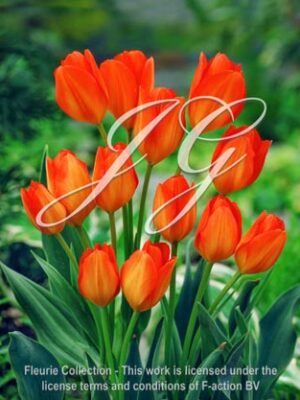 botanic stock photo Tulipa Orange Fusilier