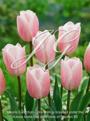 botanic stock photo Tulipa Agrass Creme