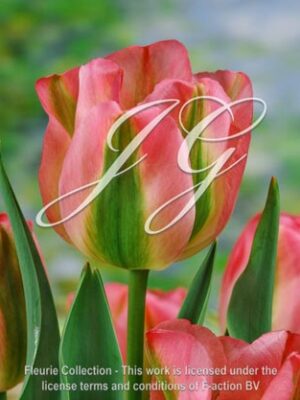 botanic stock photo Tulipa Groenland
