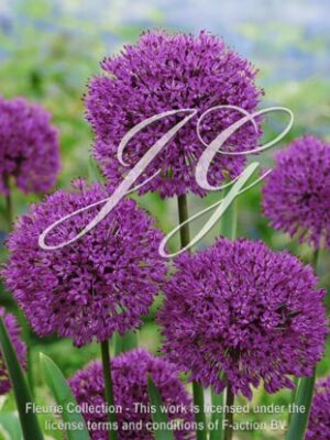 Purple Sensation