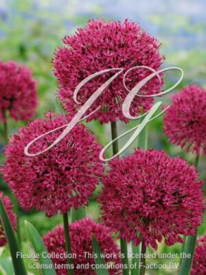 botanic stock photo Allium Purple Sensation