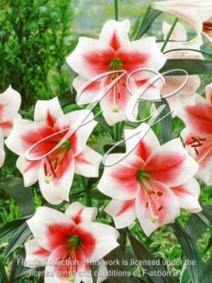 botanic stock photo Lilium Triumphator
