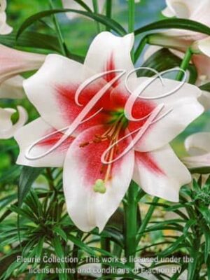 botanic stock photo Lilium Triumphator