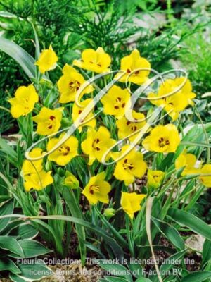 botanic stock photo Calochortus Yellow