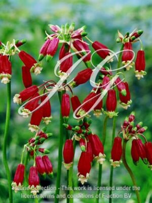 botanic stock photo Dichelostemma Ida-Maia