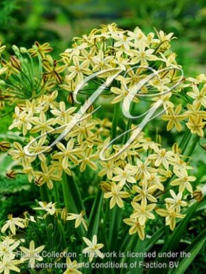 botanic stock photo Triteleia Ixioides Starlight