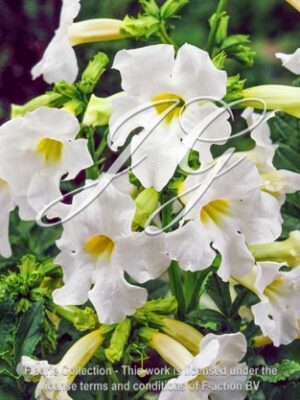 botanic stock photo Incarvillea Snowtop