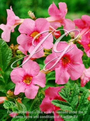 botanic stock photo Incarvillea Delavayi