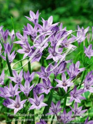 botanic stock photo Triteleia Queen Fabiola